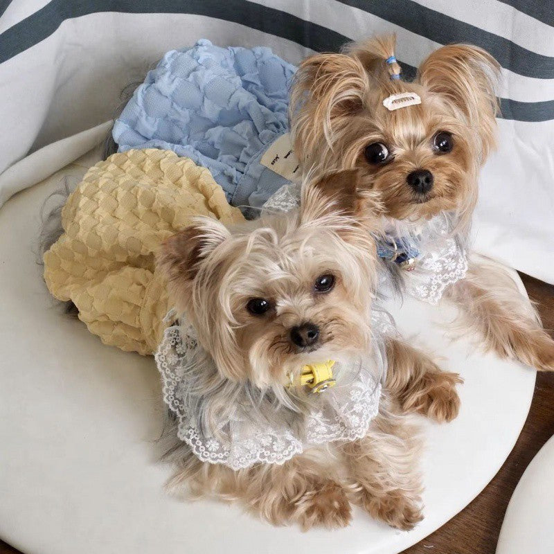 Cute puppy in yellow ruffle dress closeup