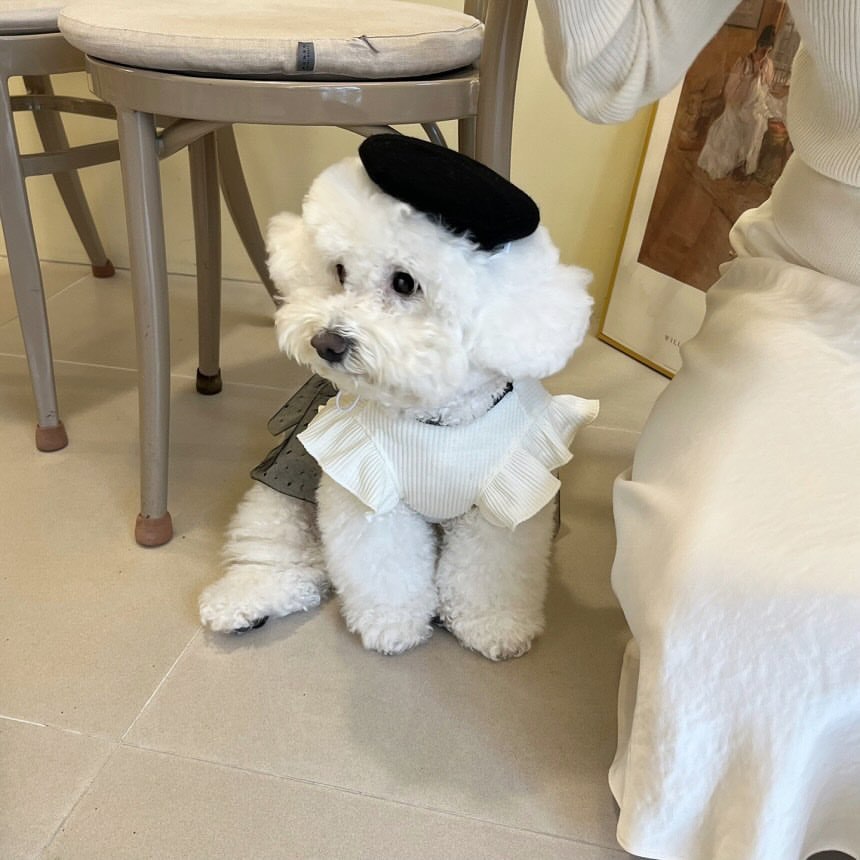 Black & White Princess Dog Dress – Summer Gauze Skirt with Ribbon & Buttons