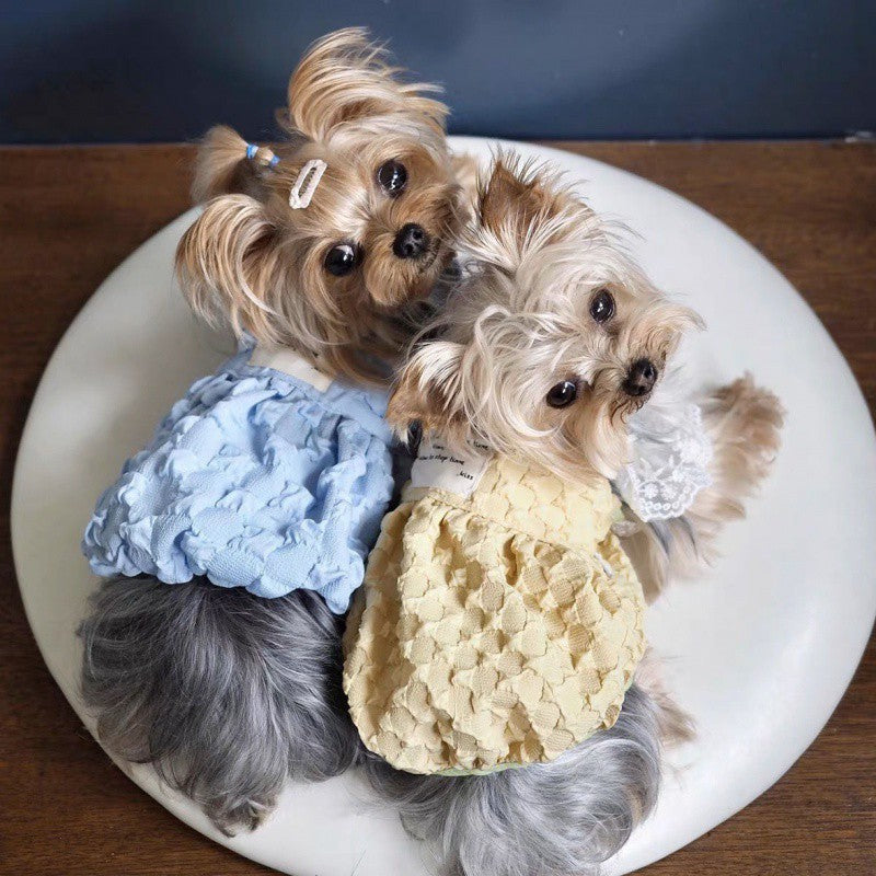 Small dog wearing blue lace skirt outdoors