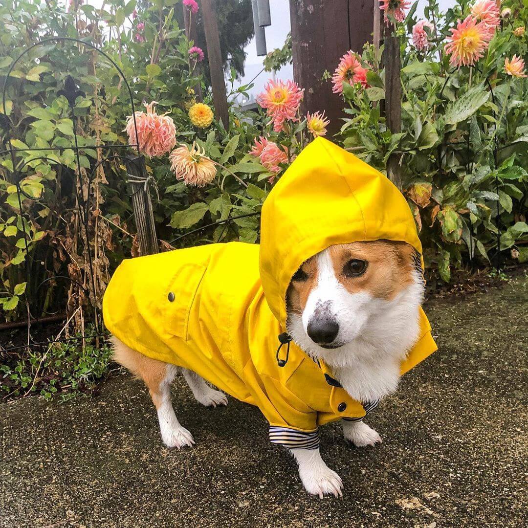 Hooded pet jacket with striped lining – waterproof