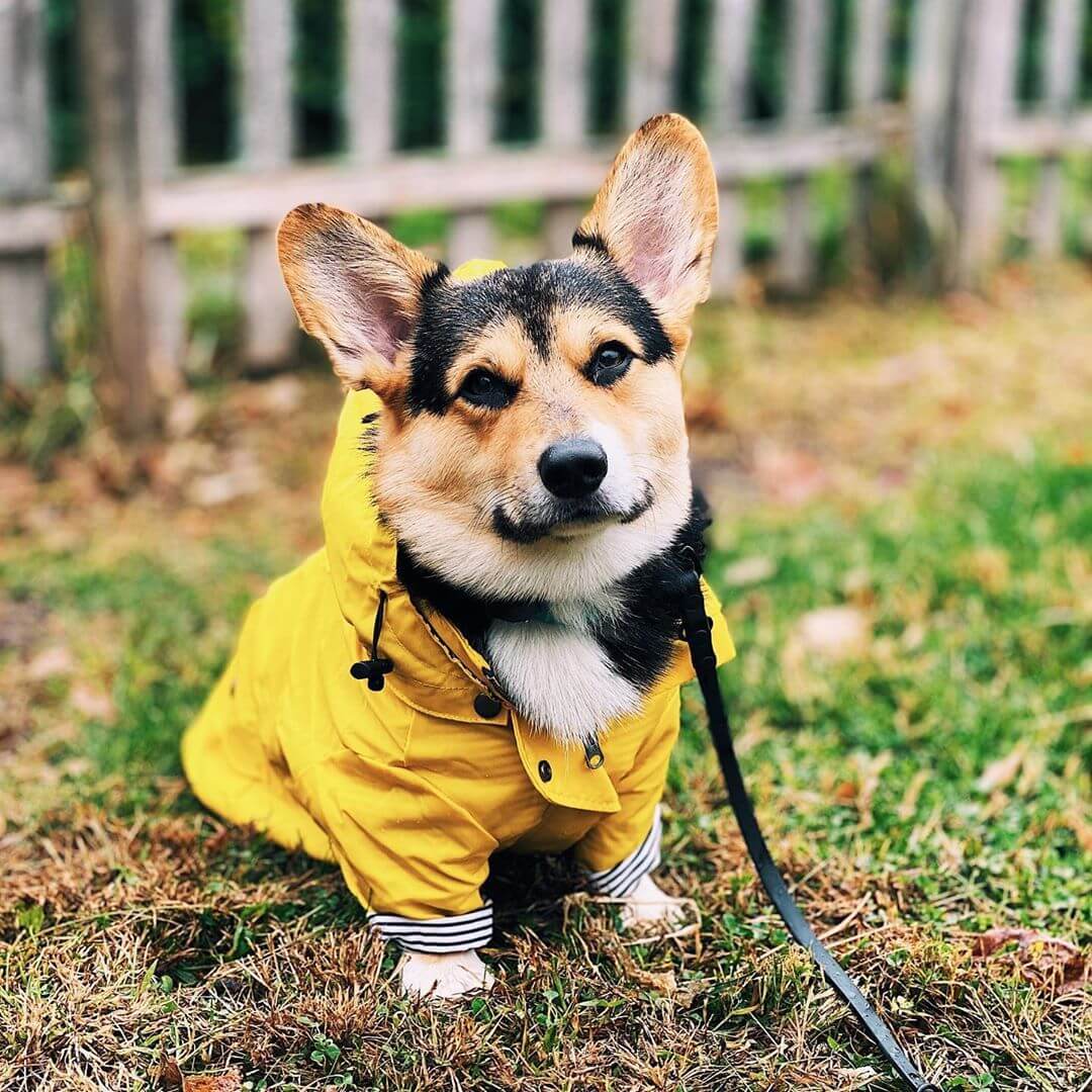 Bright yellow pet rain jacket on leash