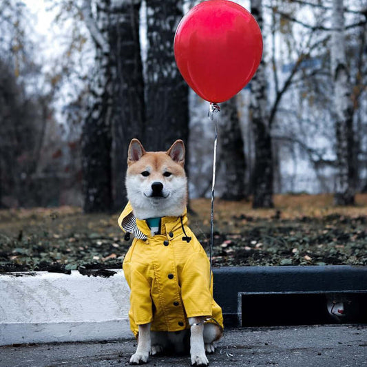 Dog fashion raincoat for outdoor use