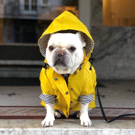 French bulldog in yellow raincoat sitting by window